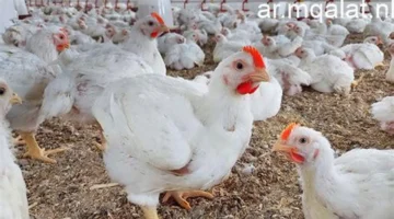 استقرار الأسواق بالأقصر.. أسعار الدواجن البيضاء والبلدي في تعاملات الاثنين 26 يناير 2026